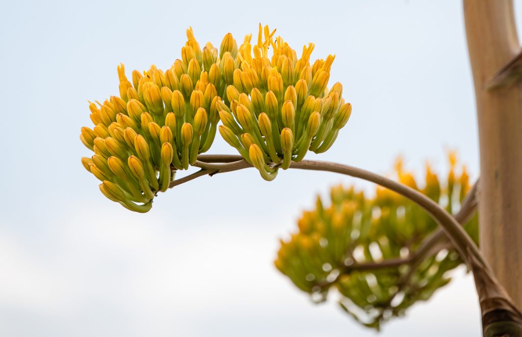 Centennial plant (Agave Americana) at JCM